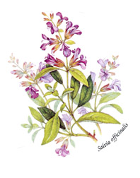 Spice Blooms - Salvia