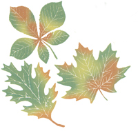 Leaves - Green - Oak Maple