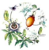 Botanical Fruit With Butterfly