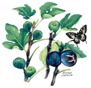 Botanical Fruit With Butterfly