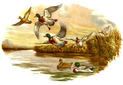Ducks In Flight Mural