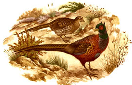 Pheasant Mural