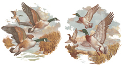 Ducks In Flight Mallard and Geese