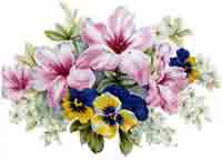 Lily Lilies and Pansy Pansies