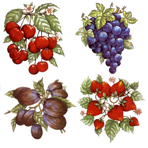 Fruit - Colorful - Strawberries, Plum, Grapes, Cherries