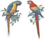 Parrots Bird