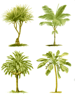 Palm Trees