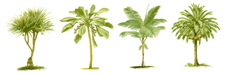 Palm Trees