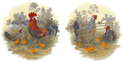 Rooster & Hens  2 piece set