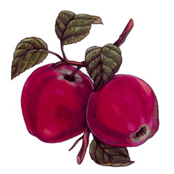 Apple Bits