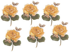 Yellow Roses