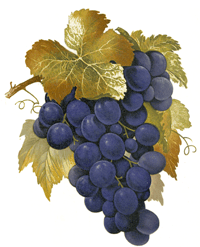 Purple Grapes