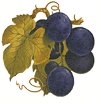 Purple Grapes