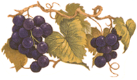 Purple Grapes
