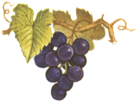 Purple Grapes