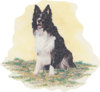 Dog - Border Collie