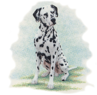 Dog - Dalmatian