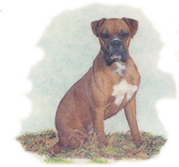 Dog - Boxer