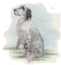Dog - Setter