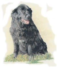 Dog - Newfoundland