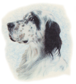 Dog - Setter