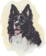 Dog - Border Collie
