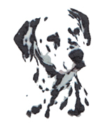 Dog - Dalmatian