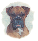 Dog - Boxer