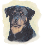Dog - Rottweiler