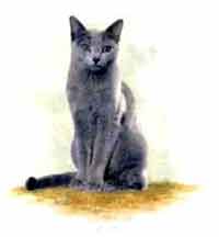 Cat - Russian Blue