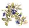 Blueberry Blueberries