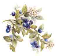 Blueberry Blueberries