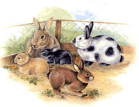 Farm Animals - Rabbits