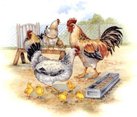 Farm Animals - Rooster and Chickens