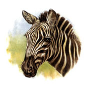 Zebra