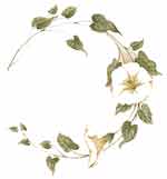 White Morning Glories