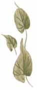 Morning Glory Leaves-Vine
