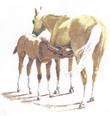 Horses (Palamino-Mare)