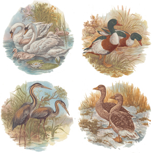 Herons, Mallards, Susie Mallards, Geese