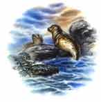 Sea Life Scenes - Seal