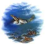 Sea Life Scenes Sea Turtle
