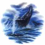 Sea Life Scenes - Whale