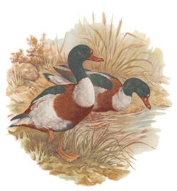 Birds - Waterfowl - Mallard Ducks