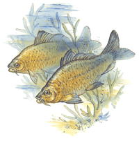 Fish - Carp