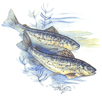 Fish - Trout