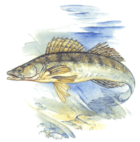 Fish - Pike