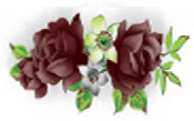 Red Roses - Muted