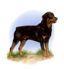 Dogs - Rottweiler