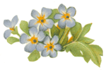 Poppies and Forget-Me-Nots