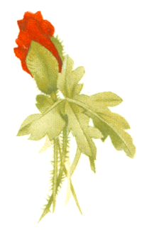 Poppies and Forget-Me-Nots